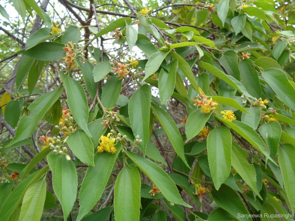 Grewia helicterifolia Wall. ex G.Don